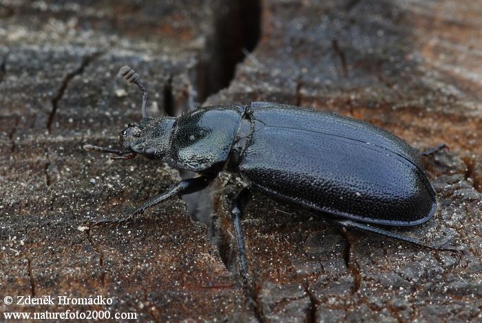 roháček, Platycerus caprea, Scarabaeoidea, Lucanidae (Brouci, Coleoptera)